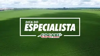 Dica do Especialista