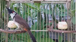 Training a Red-whiskered Bulbul Bird to Sing