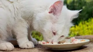Best Cat Food for Outdoor Cats | Product Review