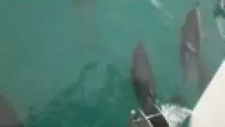 Dolphin Acrobatics - Hundreds of Dolphin