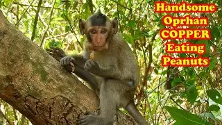Let's Have fun With Handsome Orphan Copper Eating Peanuts