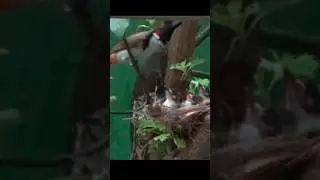 Egg to Chicks: The Fascinating Journey of Bulbul Bird Parenthood 😍 #chicks #birds #viralshorts