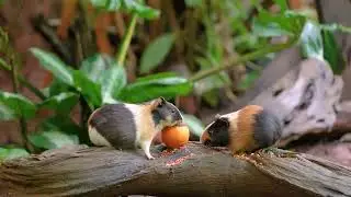 [NO ADS] Cat TV for Cats to Watch 😺❤️ Charming Backyard Birds and Squirrels 🐿️ Cat Games 4K HDR