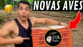 Ganhamos Nagasaki chabos do @Rancho Dourado | Perdas e notícia triste das Tadorna | Aves Recriar