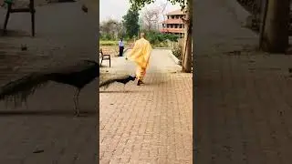 HH Radhanath Swami blessing a peacock #GEV Wada, Maharashtra, India