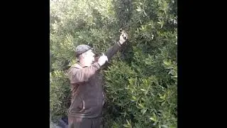 صيد بلابل أبو الجديع منطقة سفان الزبير