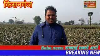 किसनगंज जिले में अनानास की खेती कैसे की जा रही है देखिए