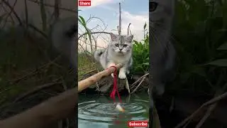 Fishing Adventure: Kitten by the Pond #KittenFishing #CampingCats #CuteCatMoments #AdventureKitty