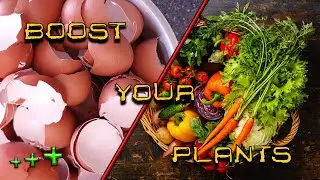 DON'T WASTE EGG SHELLS