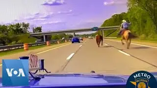 Cowboy Chases Runaway Cow on Michigan Highway  | VOA News