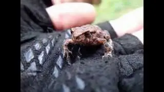 Herping Germany, Wolfsburg (common toads, grass snake, grass frogs...)