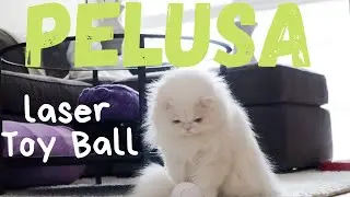 Persian Cat Loves Her AUTOMATIC Cat Laser Toy Ball