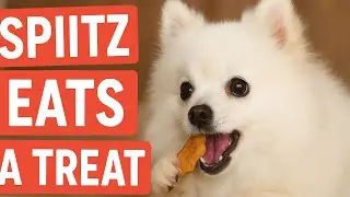 Dog enjoying treat! #funnydogvideos 