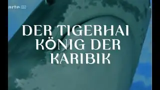 K&ouml;nig-der-Karibik-der-Tigerhai-Spitzenpr&auml;dator-HD