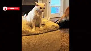 Wild Cat Chaos 😹 Instincts Unleashed 2025