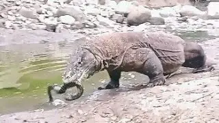 Wow😱Komodo dragons eat and swallow river eel😨‼️⁉️