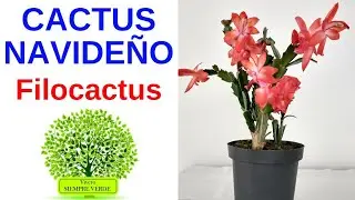CÓMO CUIDAR EL CACTUS NAVIDEÑO. Filocactus. Cactus Santa Teresa