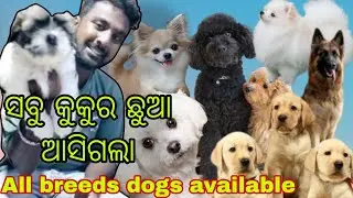 ସବୁ କୁକୁର ଛୁଆ ଆସିଗଲା 💕all breeds dogs new stock in odisha pets World😉Dogs puppy available in odisha