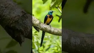 &sup2;🐦 🐥 Perching Birds, Passerines (Order Passeriformes)