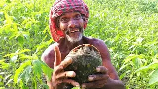 Wow! Amazing Tortoise Catching Videos - Old Man Tortoise Searching in Soil Hole From Jute Field ||