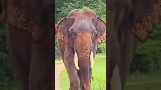 Elephants Claim the Horizon Inside a Protected Wild 🐘🌄 #elephantconservation #elefantes