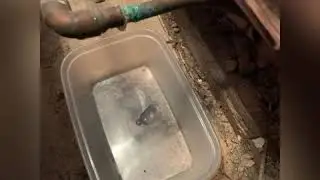 Learn How To: Fix a leaking radiator pipe and TRV.
