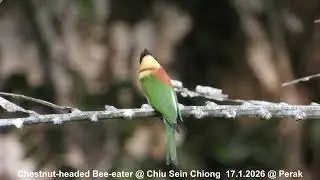 Chestnut-headed Bee-eater @ Chiu S C DSCN1634