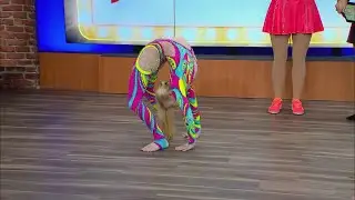 RINGLING BROS: CONTORTONIST 2 4 26
