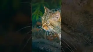 Wildcats The Untamed Legacy #shorts