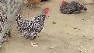Chicken Bock Bock