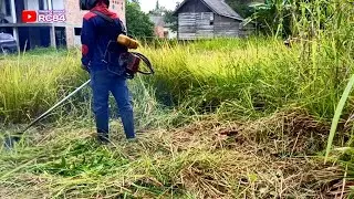 Beh rumput ini padat sekali #rc84