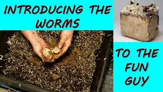 WORM BIN MUSHROOMS?