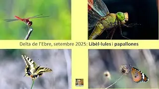 Delta de l'Ebre, lib&egrave;l&middot;lules i papallones