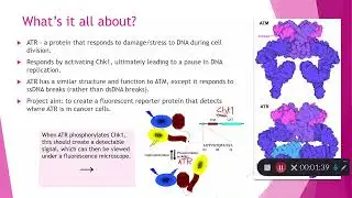 Measuring the response to DNA stress by designing a fluorescent protein reporter for cell imaging