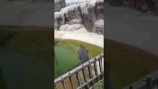 Alligator Safari Park Dubai crocodile ദുബായ് സഫാരി പാർക്കിലെ ചീങ്കണ്ണി