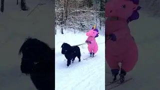 Skijoring in inflatable costume🦄 #skiing #winter #snow #funny