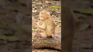 So lonely little monkey Angela under raining