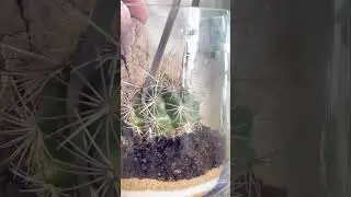 Cylindrical terrarium #terrarium #moss #howto #diy #fyp  #portland #plants #cactus #succulents
