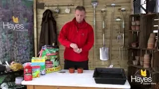 How to sow cucumbers using a heated propagator | Hayes Garden World