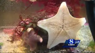 Sea Stars making a comeback after syndrome killed millions