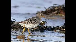 Purple Sandpiper Call