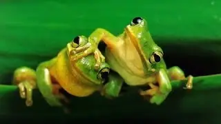 Frogs - The Thin Green Line (Documentary Full Length)