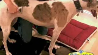 FURminator deLuxe Collection deShedding Tool Video