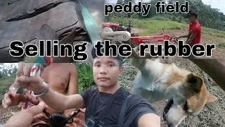 Selling rubber straight  from the farm # natural Rubber harvesting @Yampanaga