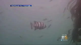 Tsunami Carries Exotic Japanese Fish Across Pacific To Monterey