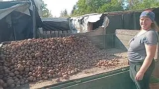 Це кругом картопля дешевшає чи лиш в Любарі?! Трактор виїхав, причіп картоплі ляпнув і чим розжилась