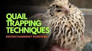 Amazing Creative Diy Underground Hole quail Trap] Quail hunting] #shorts #QuailTrap #trap