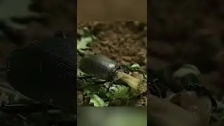 Ground beetle having a snail for dinner