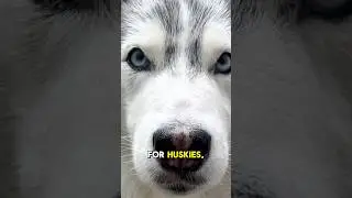 Why Do Huskies Have Blue Eyes? The Surprising Genetic Reason!