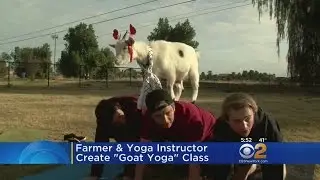 'Goat Yoga' Puts New Twist In Popular Workout